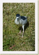 DSC_4230 Black-Crowned Night-Heron * 356 x 534 * (234KB)